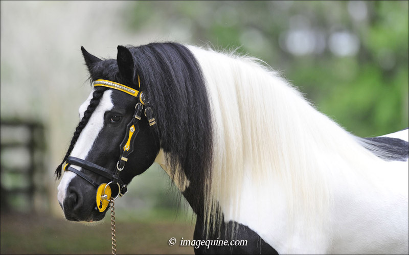 VV King Wiliam - Gypsy Vanner Stallion